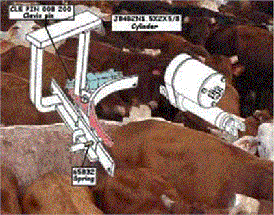 Sorting Sides of Beef